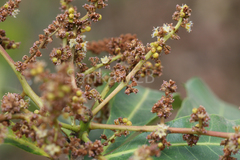 Holigarna ferruginea